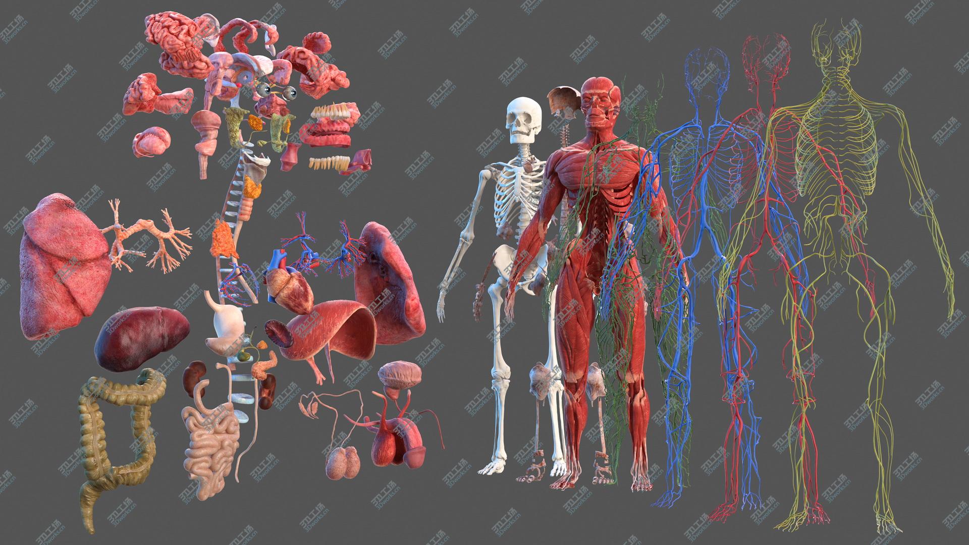 images/goods_img/202104094/Male Full Body Anatomy 3D model/2.jpg